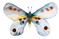 Watercolor butterfly Royalty Free Stock Photo