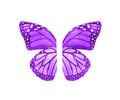 Watercolor butterfly wings, isolated Royalty Free Stock Photo