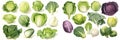 Watercolor cabbage varieties set on white background. Raw food illustration. Royalty Free Stock Photo