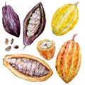 Watercolor cacao beans