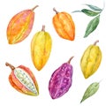 Watercolor cacao fruits set