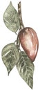 Watercolor Cacao pod illustration, cocoa clipart, graphic chocolate