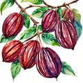 watercolor cacao tree with fruit