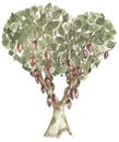 Watercolor Cacao tree illustration, cocoa clipart, floral clip art