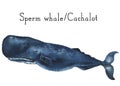 Watercolor cachalot. Sperm whale illustration on white background. For design, prints or background Royalty Free Stock Photo