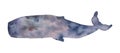 Watercolor cachalot. Wild inhabitant of the seas and oceans. Hand drawn cetaceans fish line art illustration for Royalty Free Stock Photo