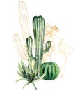 Watercolor cacti card with line art print. Hand painted floral collection with desert cacti, agava. Botanical