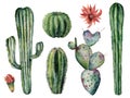 Watercolor cacti set. Hand painted dessert plants with flowers isolated on white background. Botanical illustration for