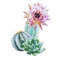 Watercolor cactus Royalty Free Stock Photo