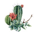 Watercolor cactus bouquet with eucalyptus leaves. Hand painted cereus, red flower, green succulent, feather and branch Royalty Free Stock Photo