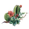 Watercolor cactus bouquet. Hand painted cereus with red flower, green succulent, berries and treebranch with leaves
