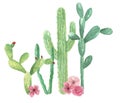 Watercolor Cactus Green Pink Flowers Cacti Arrangement Bouquet