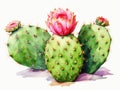 Watercolor Cactus Isolated, Aquarelle Tropical Flower, Creative Watercolor Cactaceae on White Background