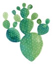 Watercolor Cactus painting. Opuntia `Pad Cactus`.