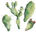 Watercolor cactus set with flowers. Hand painted opuntia isolated on white background. Illustration for design, print