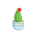 Watercolor cactus succulent plants in flowerpots. Hand drawn sketch illustration isolated on white background