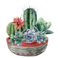Watercolor cactus with succulent in a pot. Hand painted cereus, echeveria, echinocactus grusonii with red and blue