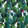 Watercolor cactus tropical garden seamless pattern. Royalty Free Stock Photo