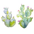 Watercolor cactus vector set Royalty Free Stock Photo