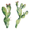 Watercolor cactuses with flowers. Hand painted opuntia isolated on white background. Illustration for design, print