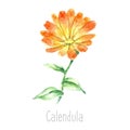 Watercolor calendula herbs.