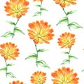 Watercolor calendula herbs. seamless pattern