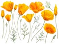 Watercolor california orange poppies isolated