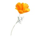 Watercolor california orange poppies isolated