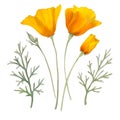 Watercolor california orange poppies isolated