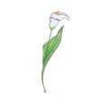 Watercolor calla lily flower illustration on white background.