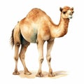Watercolor Camel Illustration: Cute And Realistic Full Body Painting