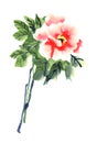 Watercolor camellia flowers