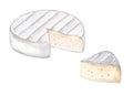 Watercolor camembert cheese pieces set isolated on white. Hand drawn brie illustration Royalty Free Stock Photo