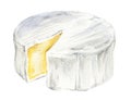 watercolor camembert cheese round with cutting piece, italian and french classic cuisine, hand drawn illustration of