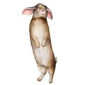 Watercolor card with a bunny. Hand painted brown rabbit on a white background. Spring illustration for design, print