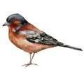Watercolor card of common chaffinch. Hand painted bird isolated on white background. Wildlife illustration for design