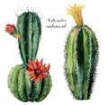 Watercolor card with green cactus and flowers. Hand painted cereus with red and yellow flower isolated on white Royalty Free Stock Photo
