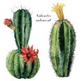 Watercolor card with green cactus and flowers. Hand painted cereus with red and yellow flower isolated on white