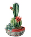 Watercolor card with green cactus and flowers in a pot. Hand painted cereus with red flower and green succulent isolated