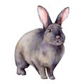 Watercolor card with grey bunny. Hand painted gray rabbit on white background. Spring illustration for design, print