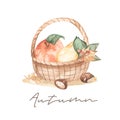 Watercolor card with harvest basket, apples, pears, autumn leaves, berries, fall season, autumn Royalty Free Stock Photo