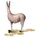 Watercolor card with llama is standing on the ground. Hand painted beautiful illustration with animal isolated on white Royalty Free Stock Photo