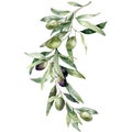 Watercolor card of olive branches with black and green berries. Hand painted nature bouquet isolated on white background