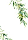 Watercolor card with olive tree branch, green olives and leaves. Hand painted floral illustration isolated on white Royalty Free Stock Photo