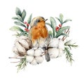 Watercolor card with robin redbreast, cotton, berries and leaves. Hand painted bird and flowers isolated on white Royalty Free Stock Photo