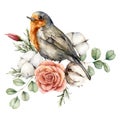 Watercolor card with robin redbreast, cotton, rose and eucalyptus leaves. Hand painted bird and flowers isolated on Royalty Free Stock Photo