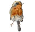 Watercolor card with robin redbreast. Hand painted bird isolated on white background. Wildlife illustration for design