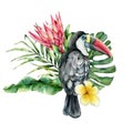 Watercolor card with toucan and flowers bouquet. Hand painted bird, protea and plumeria isolated on white background Royalty Free Stock Photo