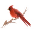 Watercolor cardinal illustration