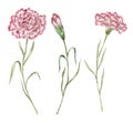 Watercolor Carnation. Birth Month Flower.